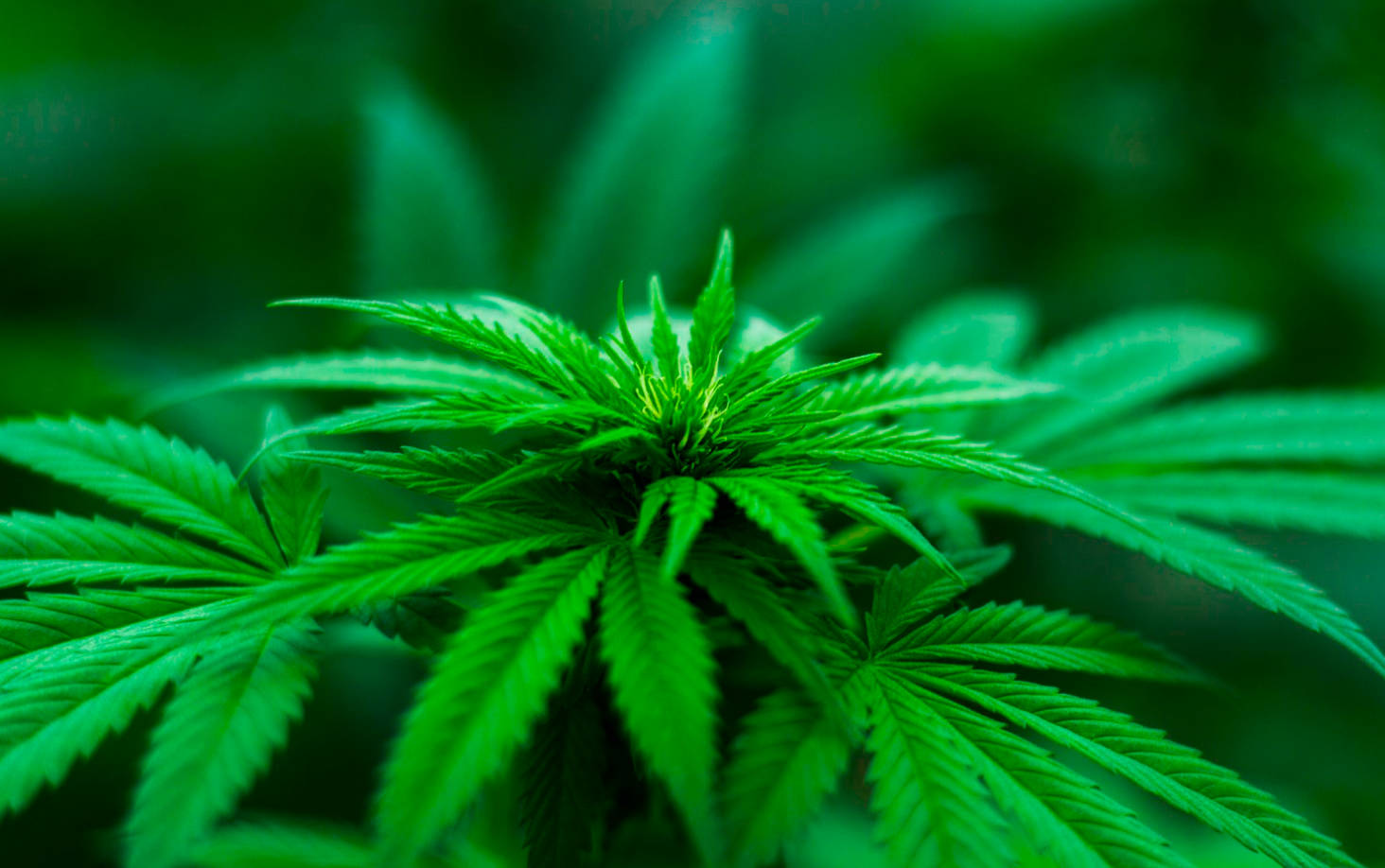 Cannabis e psicosi: un legame pericoloso