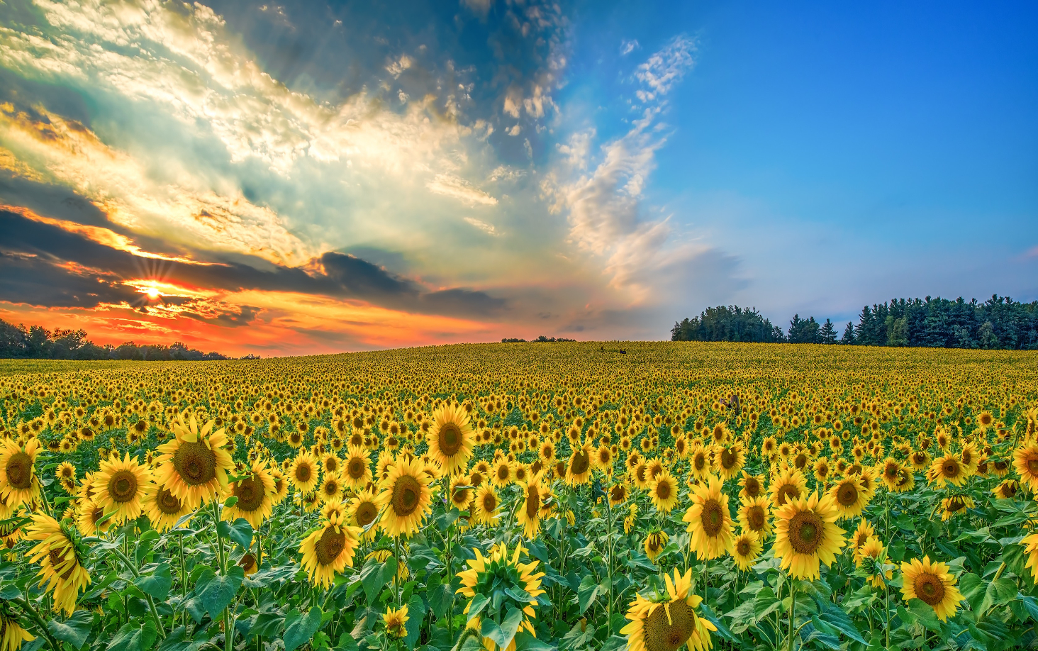 Vincent Van Gogh dipingeva per chi non era ancora nato