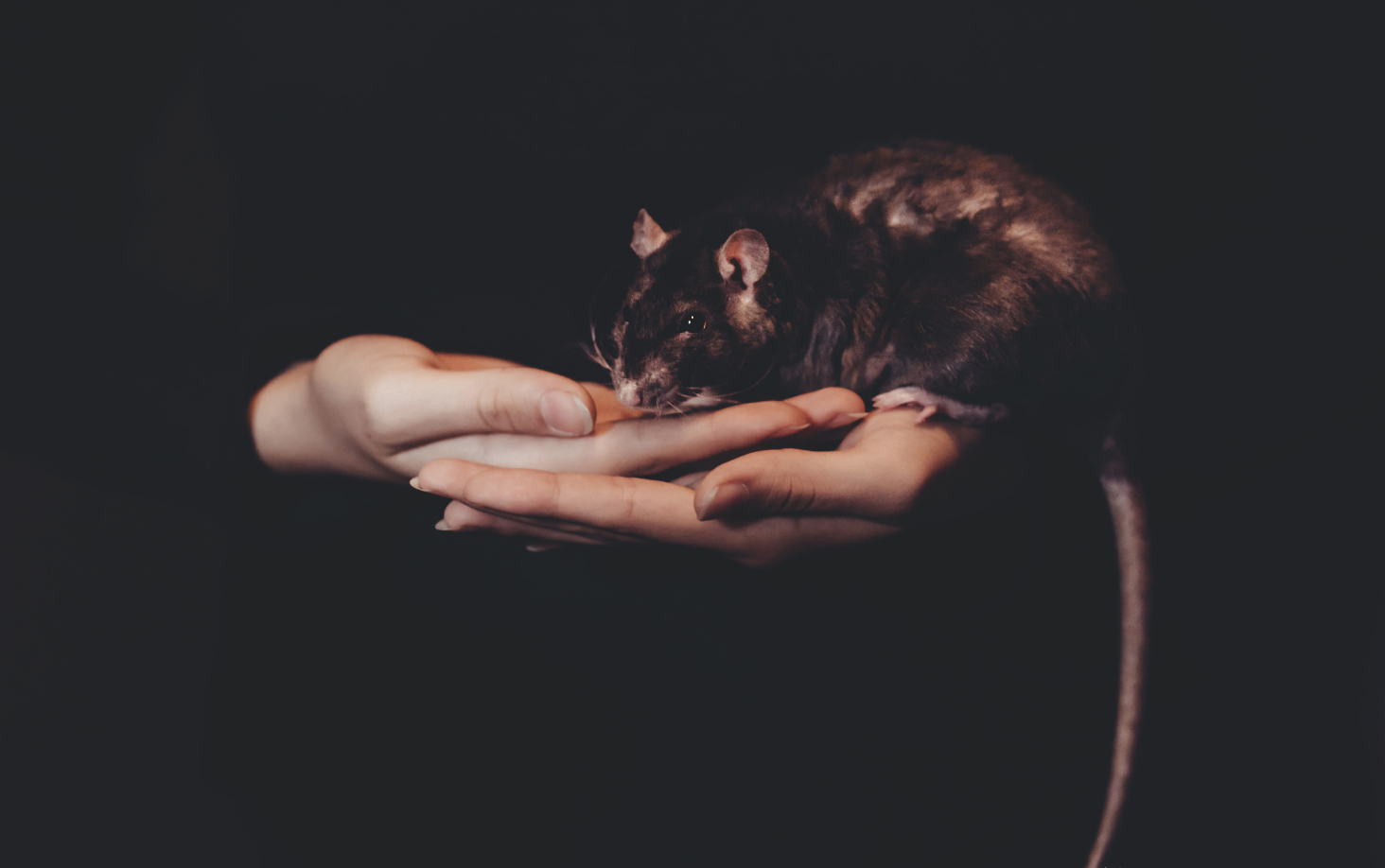 Empatia: il suo ruolo negli animali e nell’uomo