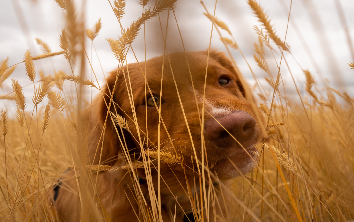 Il lutto per un animale domestico: un dolore da non sminuire
